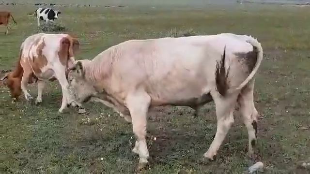 Покупка бычков породы симментал