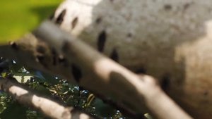 Березы с Этапа