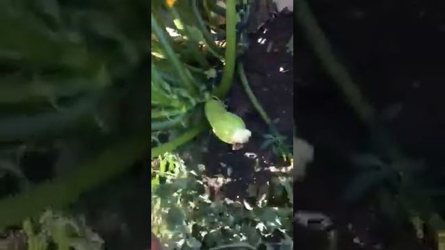 Новый гибрид‼️Кабачок Dasha F1 смотреть онлайн