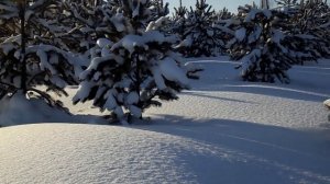 Еловый лес/Закат