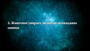 К чему снится умерший кот - Онлайн Сонник Эксперт