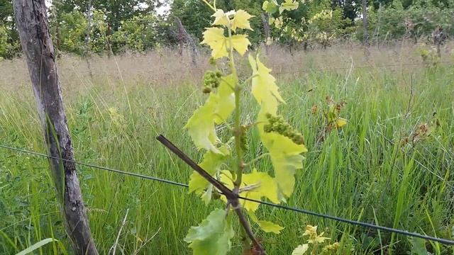 Виноград КАРЛ на 3 - й год. ТЕХНИЧЕСКИЙ СОРТ ВИНОГРАДА. смотреть онлайн