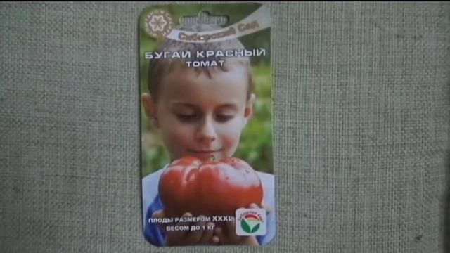 Томаты для открытого грунта. Сибирь. Итог сезона 2019