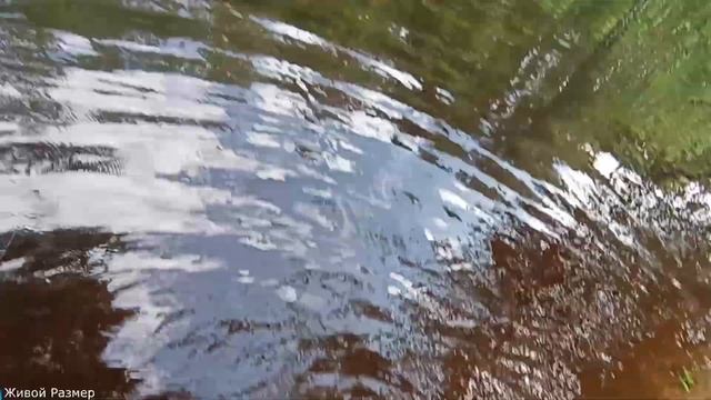 На Лимпопо за голавлем и щукой сходили зря, и такое бывает?? смотреть онлайн