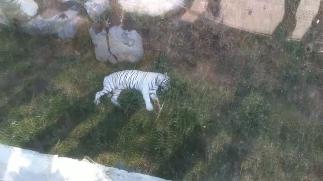 Амурский тигр(Ереванский зоопарк) смотреть онлайн