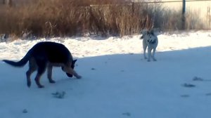 Лайка против немецкая овчарка