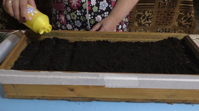 Сажаю семена помидоров для рассады смотреть онлайн