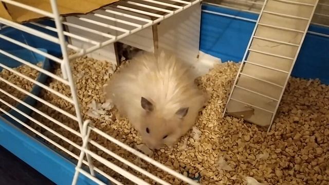 СИРИЙСКИЙ ХОМЯК ОБУСТРАИВАЕТ ГНЕЗДО смотреть онлайн