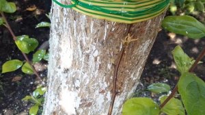 Спасаю яблоню Антоновка десертная