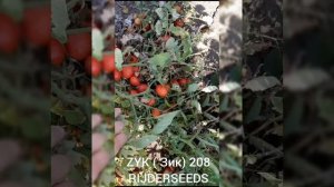 Томат ZYK ( Зик) 208- детерминантный томат для переработки, красный.