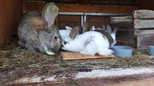 Кролi Дубового 9 смотреть онлайн