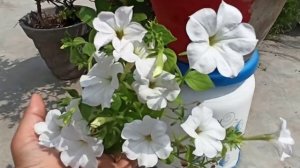 1251 - Wave Petunias in full bloom in Summer/Wave Petunia in full bloom all year round