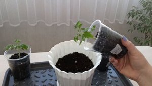 Пересадка томатов на постоянное место.
