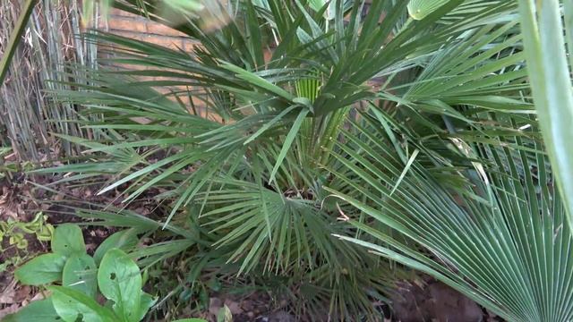 Chamaerops humilis Growth Rate 2019 - 2023