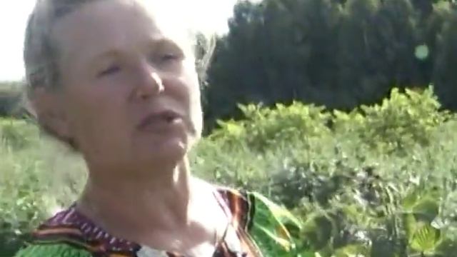 Крупноплодные малины от Кичины