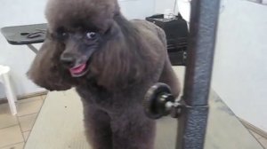 Презентация стрижки. Той-пудель, "Модерн"