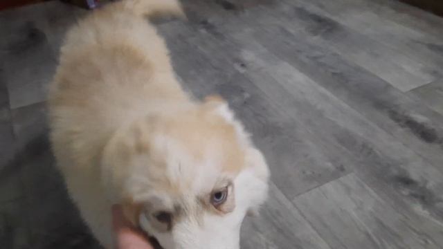 Сумасшедшие хаски разносят дом. ЩЕНКИ бесят Байкала.РАЙФФАЙЗЕН Банк 50% коммисия. Зарплаты нет смотреть онлайн