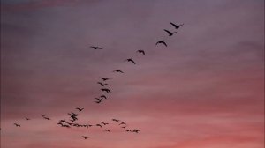 je te laisserai des mots // patrick watson lyrics with english translations