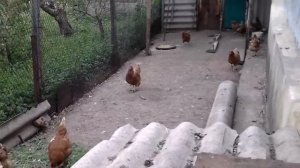 Содержание кур в летнее время.