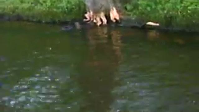 бобр в Санкт-Петербурге смотреть онлайн