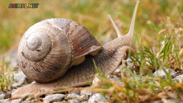 Animais Em Nosso Planeta - Cavalo, Elefante, Macaco, Vaca - Sons dos Animais Terrestre смотреть онлайн