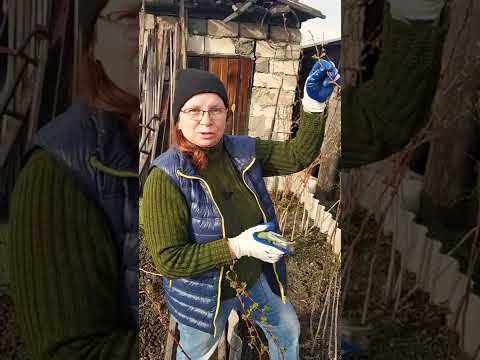 Что обрезать у малины весной для большого урожая