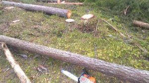 валка леса в делянке