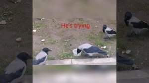Кто умнее, самец или самка вороны? / Who is smarter, female or male crow?