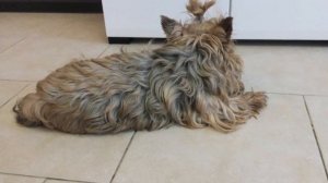 Щенки  йорков *1 месяц 4  дня #йоркширскийтерьер#йорк