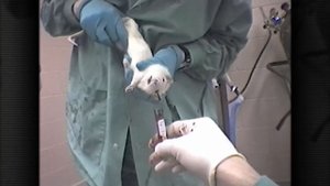 Animal Testing in 60 Seconds
