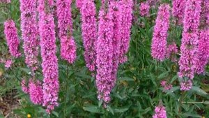 Дербенник иволистный Rote Hybriden. Краткий обзор, описание характеристик