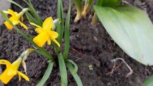 #нарциссы / Цикламеновидные и разрезнокорончатые нарциссы. Особенности для начинающих цветоводов.