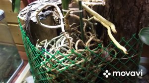 Ванда, после пересадки в необычный горшок. Уход за вандой.