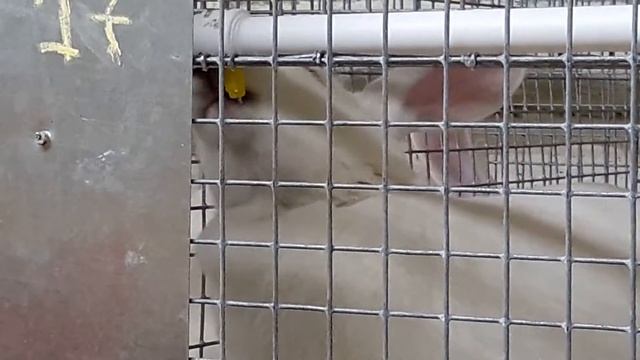 Система ниппельного поение в клетках смотреть онлайн