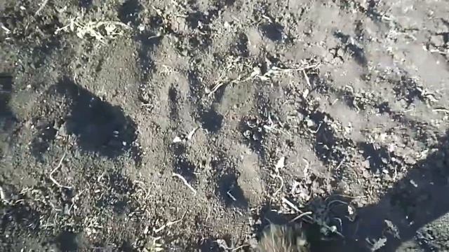 Борьба с проволочником в огороде.Эффективная наживка для проволочника