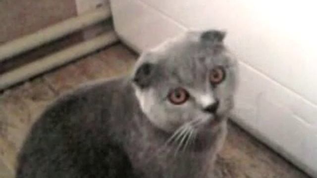 Кошка достает одежду со стиралки