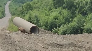 Тур поездка на Камчатку. 2024 Медведь на дороге в Малую долину гейзеров.