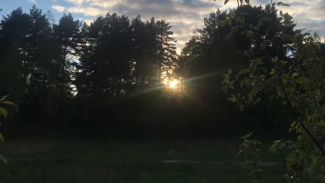 Отдых в лесу смотреть онлайн