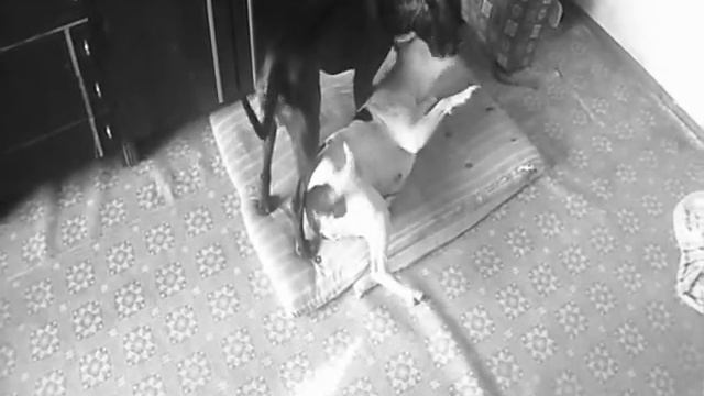 СПАРИНГ ПИТА И СТАФФА смотреть онлайн