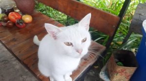 Освежающая окрошка в жаркий жень.