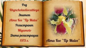 Золотая красавица - Rhyncholaeliocattleya Alma Kee. Секреты выращивания