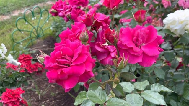 Какие розы приобрести, чтобы они шикарно цвели… смотреть онлайн