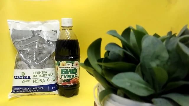 УДОБРЕНИЯ для ЭУСТОМЫ /// Растёт как НА ДРОЖЖАХ!!!