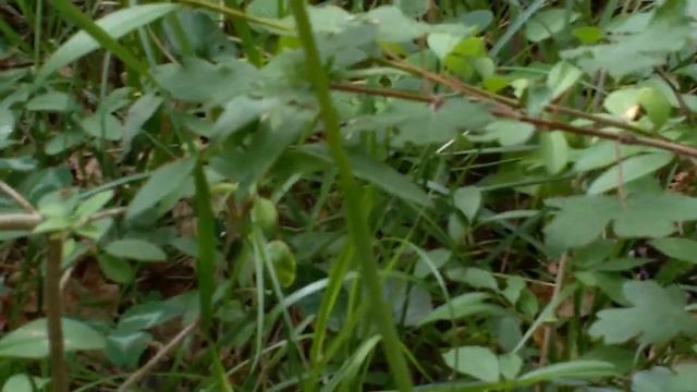 Anacamptis pyramidalis (Orchidea piramidale) смотреть онлайн