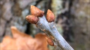 Sessile oak (Quercus petraea) - buds - February 2018