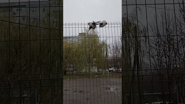 вот так тренировки проходят оказывается #ростов #футбол