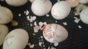 Вывод индюшат! Задохлики!