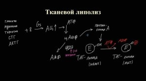 Лекция 9.1. Тканевой липолиз