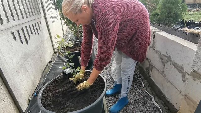 Посадка голубики садовой в 100 литровые горшки/Сад и огород с опытом/