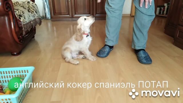 Английский кокер спаниэль